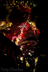 Frogfish by Tony Cherbas 